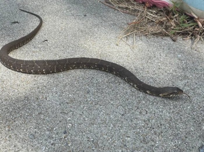 Banded Watersnake