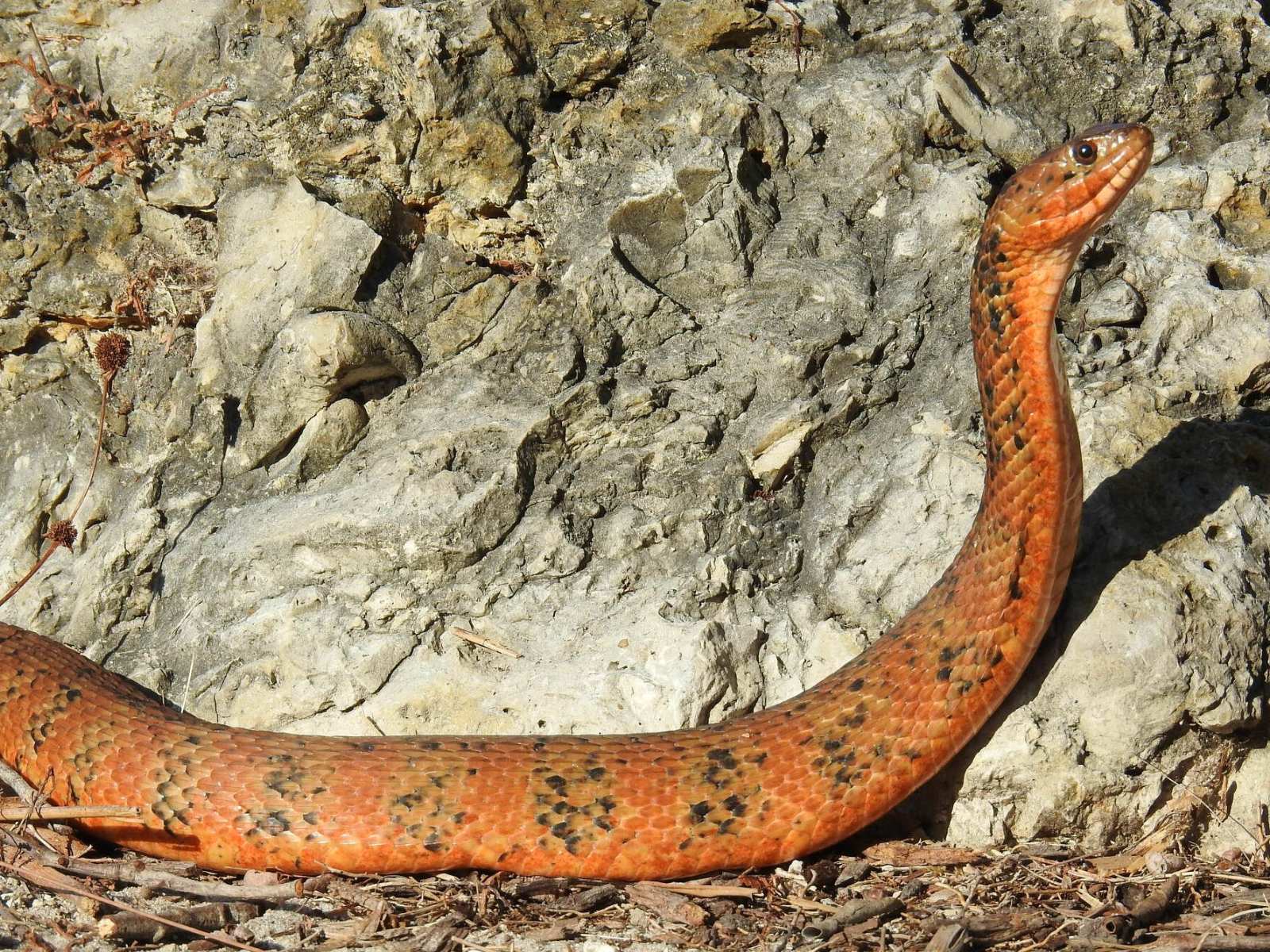 Banded Watersnake