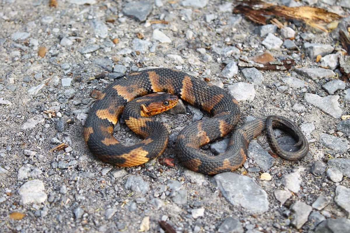 Banded Watersnake