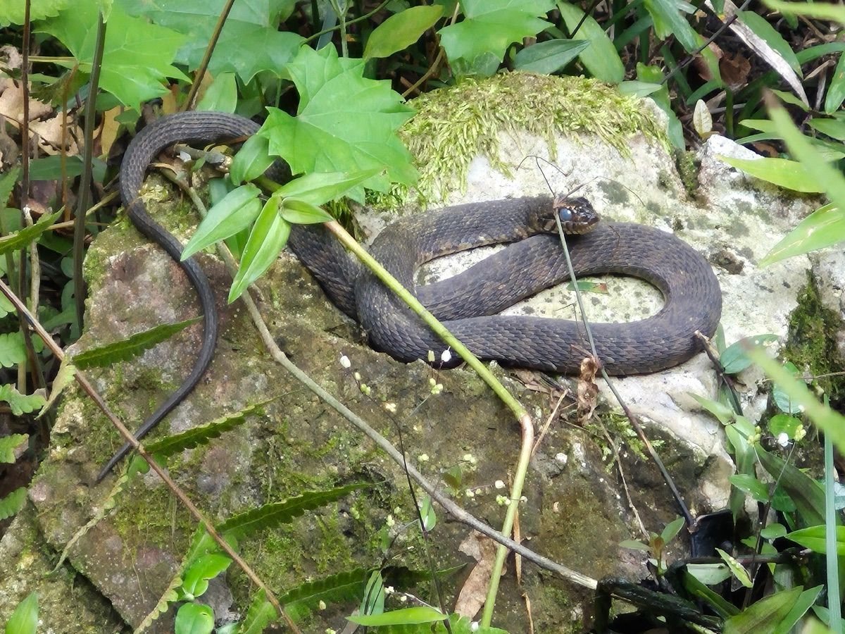 Banded Watersnake