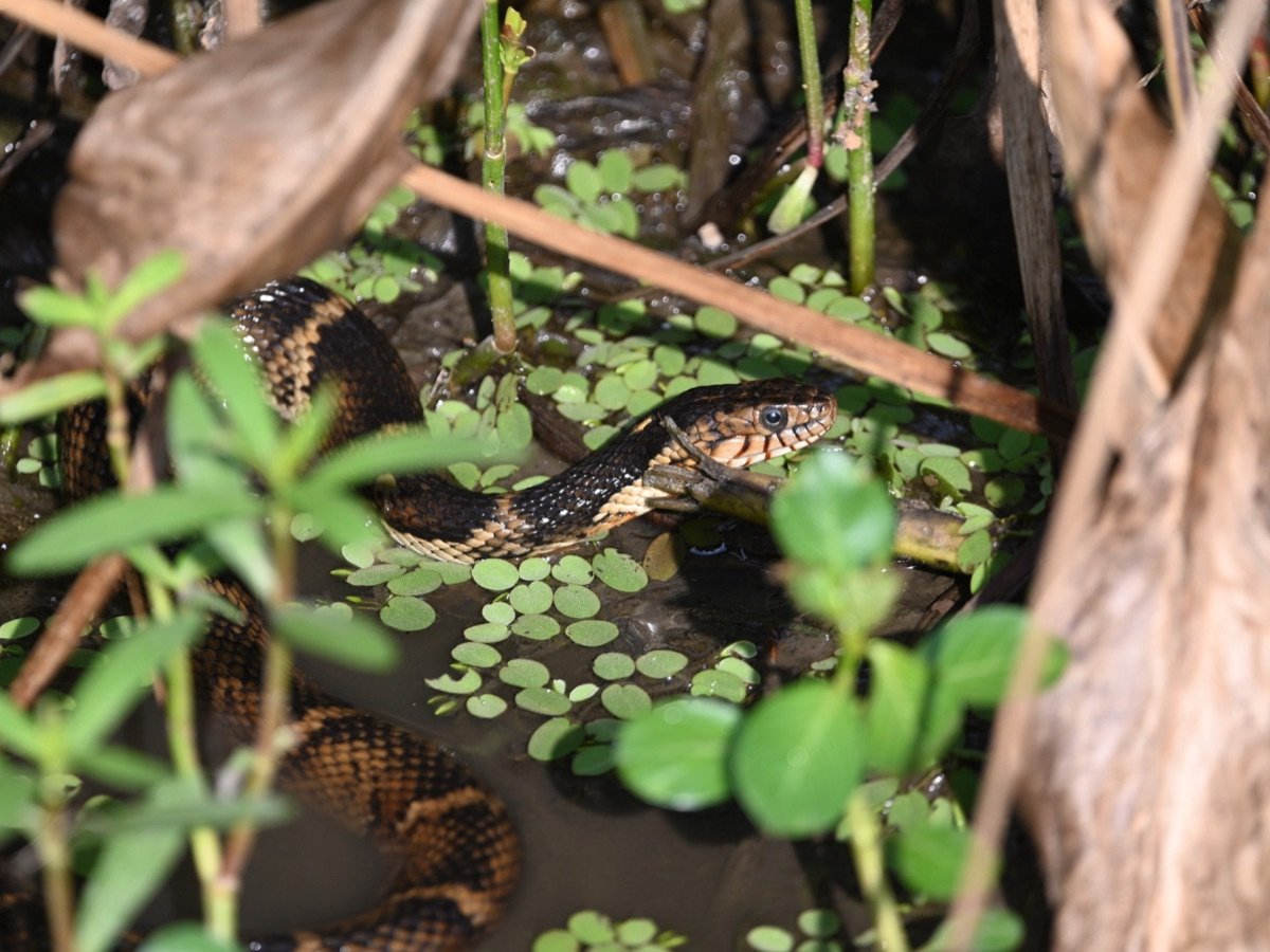 Banded Watersnake