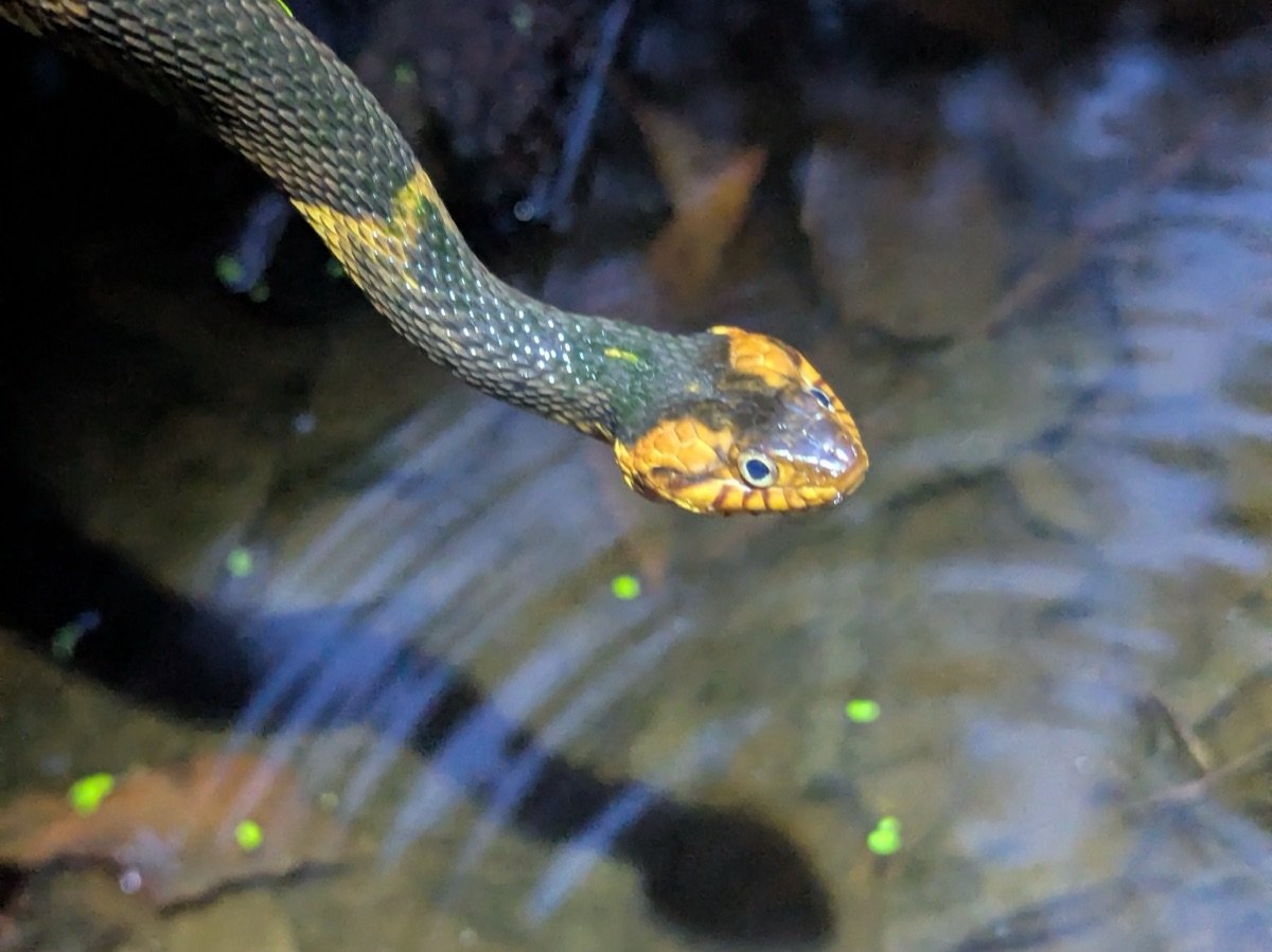 Banded Watersnake
