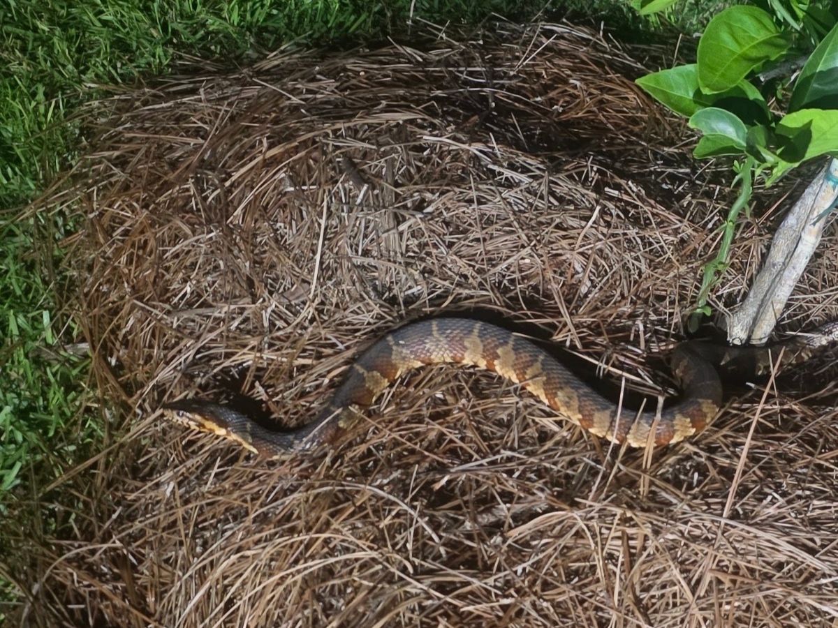 Banded Watersnake