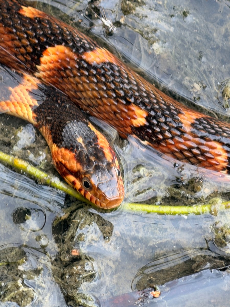 Banded Watersnake