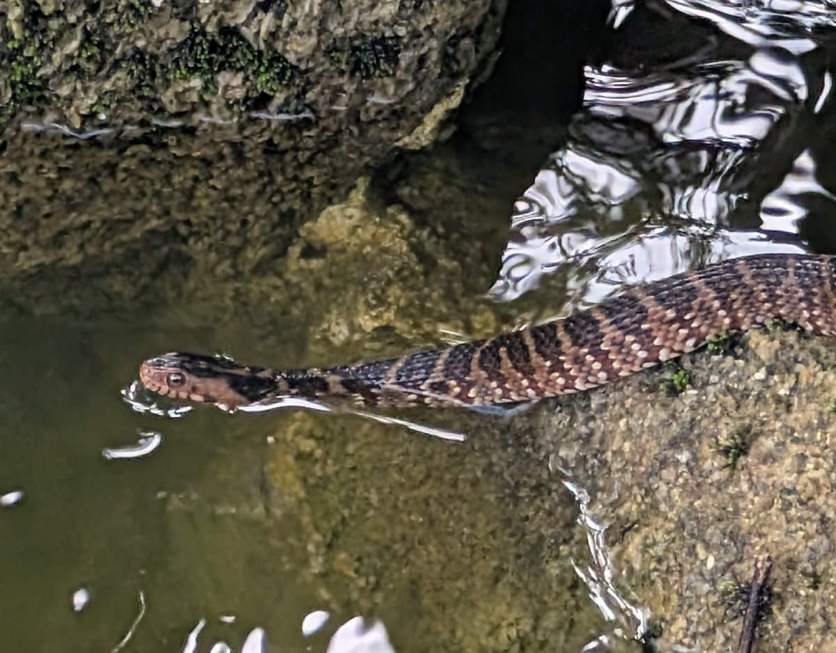 Banded Watersnake