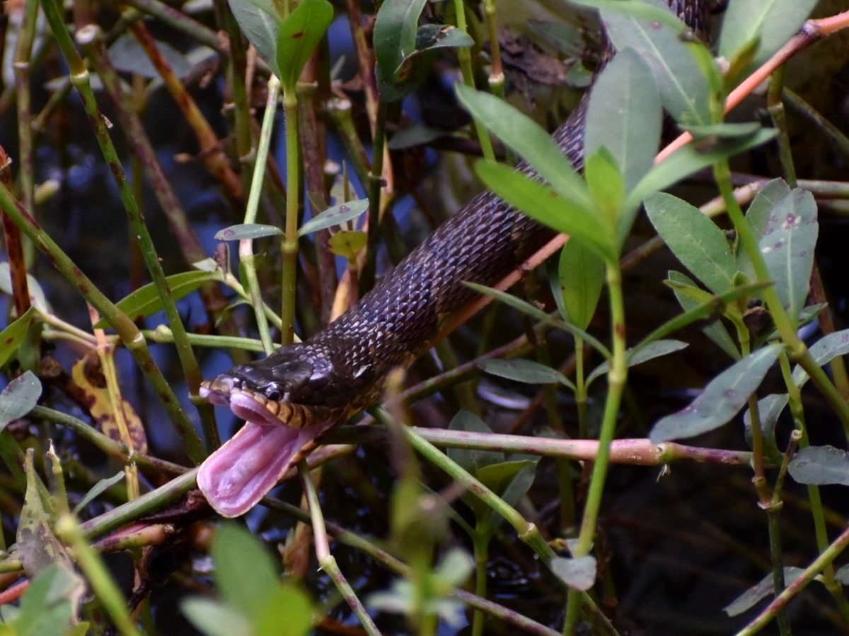 Northern Watersnake
