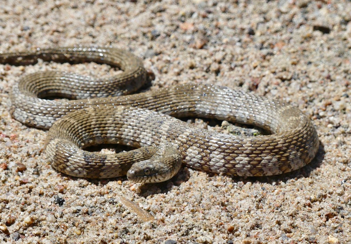 Northern Watersnake