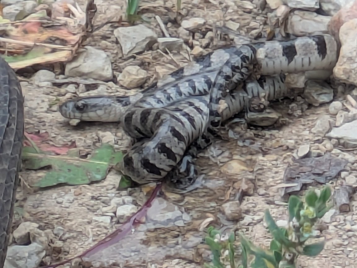 Northern Watersnake