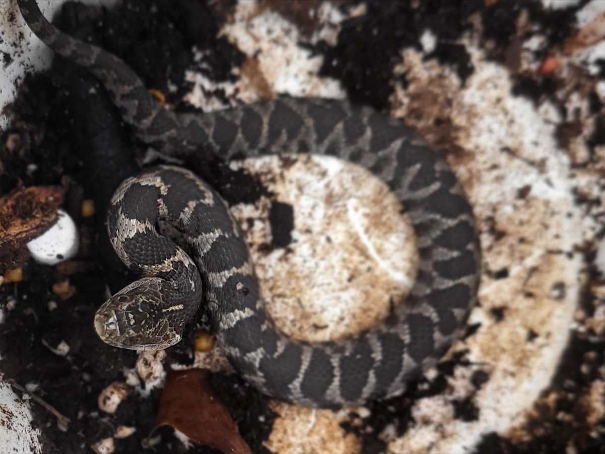 Northern Watersnake