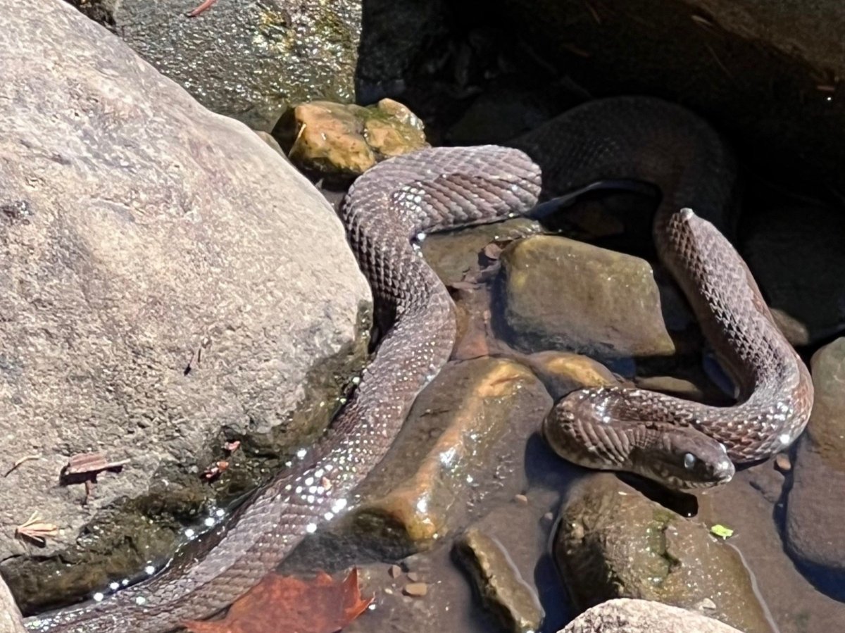 Northern Watersnake