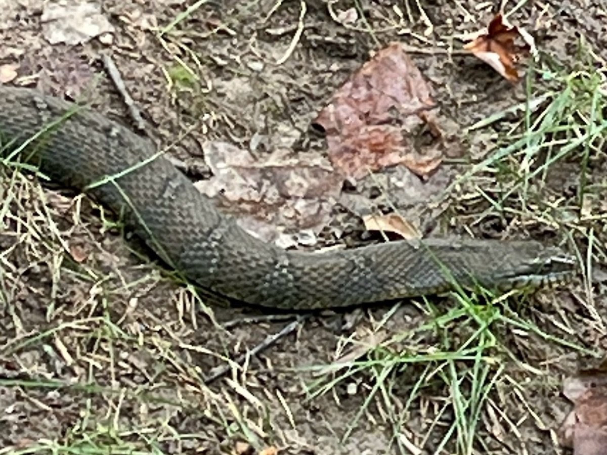 Northern Watersnake