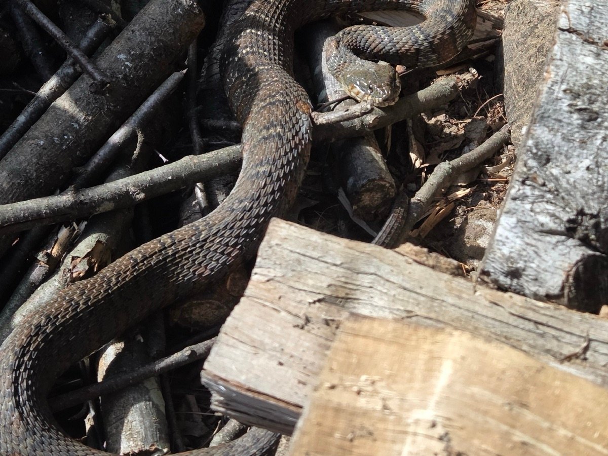 Northern Watersnake