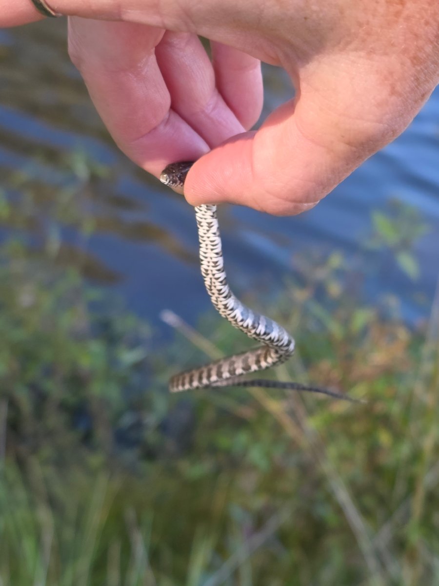 Northern Watersnake