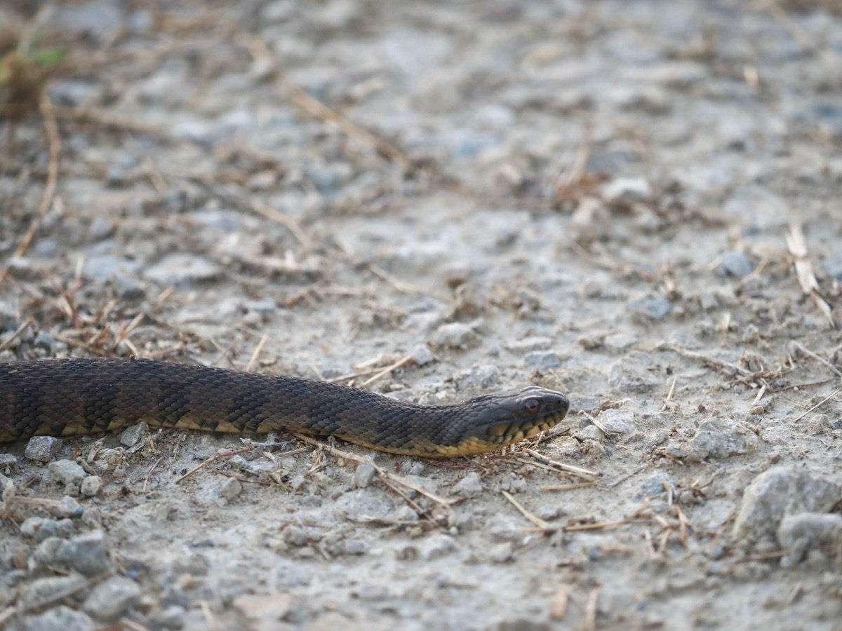 Diamond-backed Watersnake