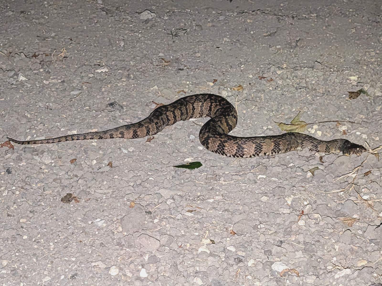 Diamond-backed Watersnake
