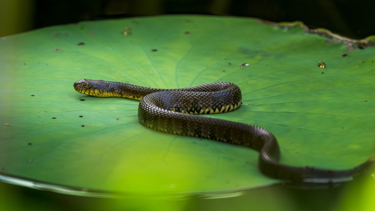 Diamond-backed Watersnake