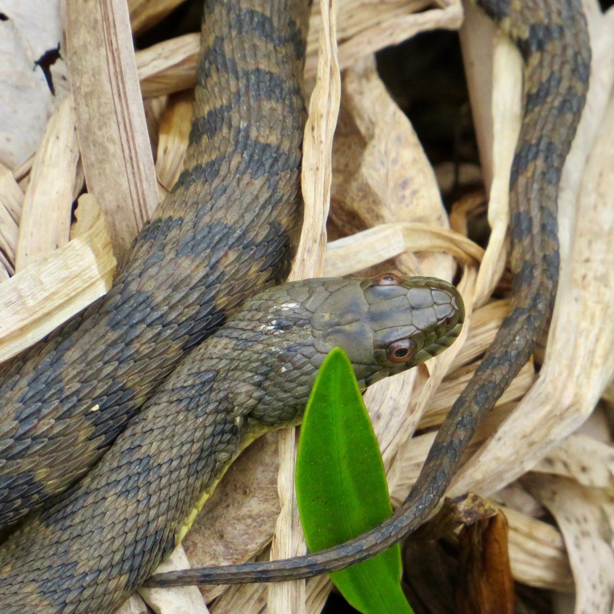 Diamond-backed Watersnake