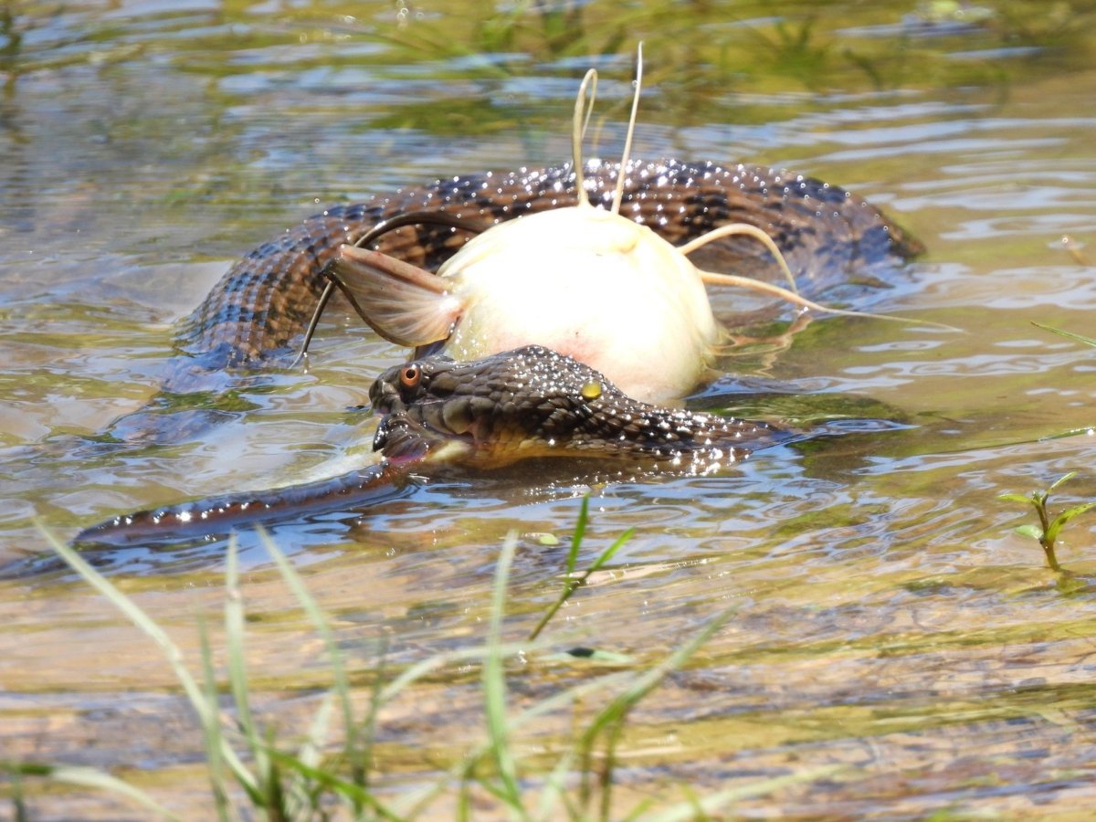 Diamond-backed Watersnake