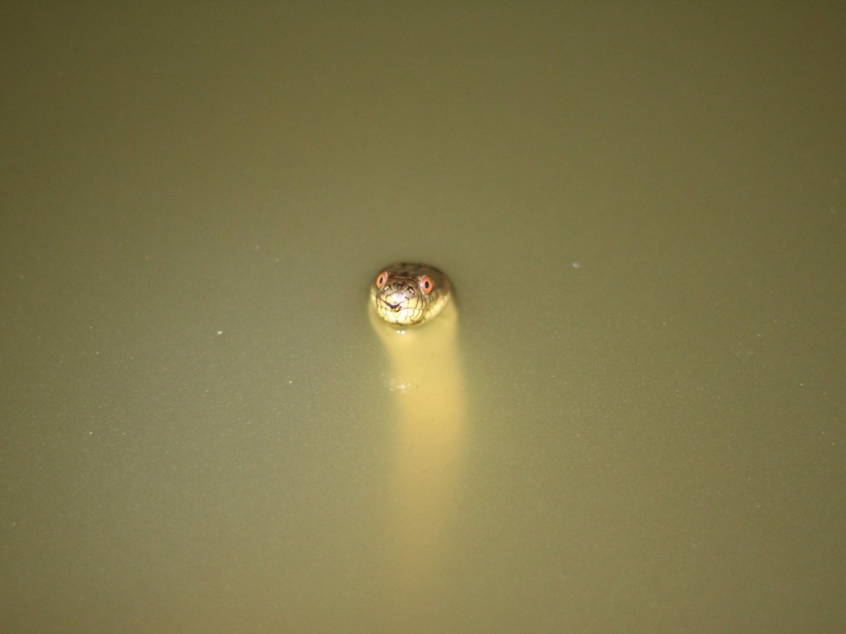 Diamond-backed Watersnake