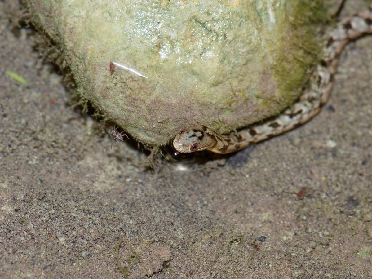 Diamond-backed Watersnake