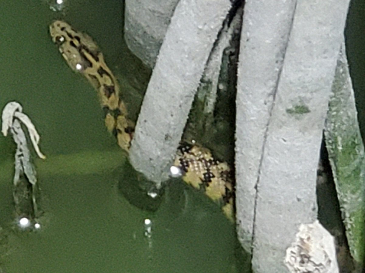 Diamond-backed Watersnake