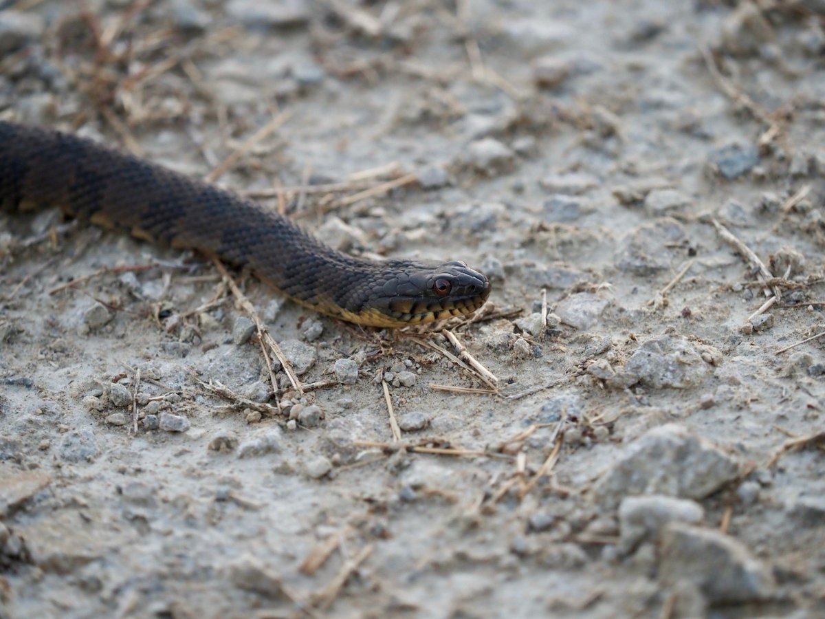 Diamond-backed Watersnake