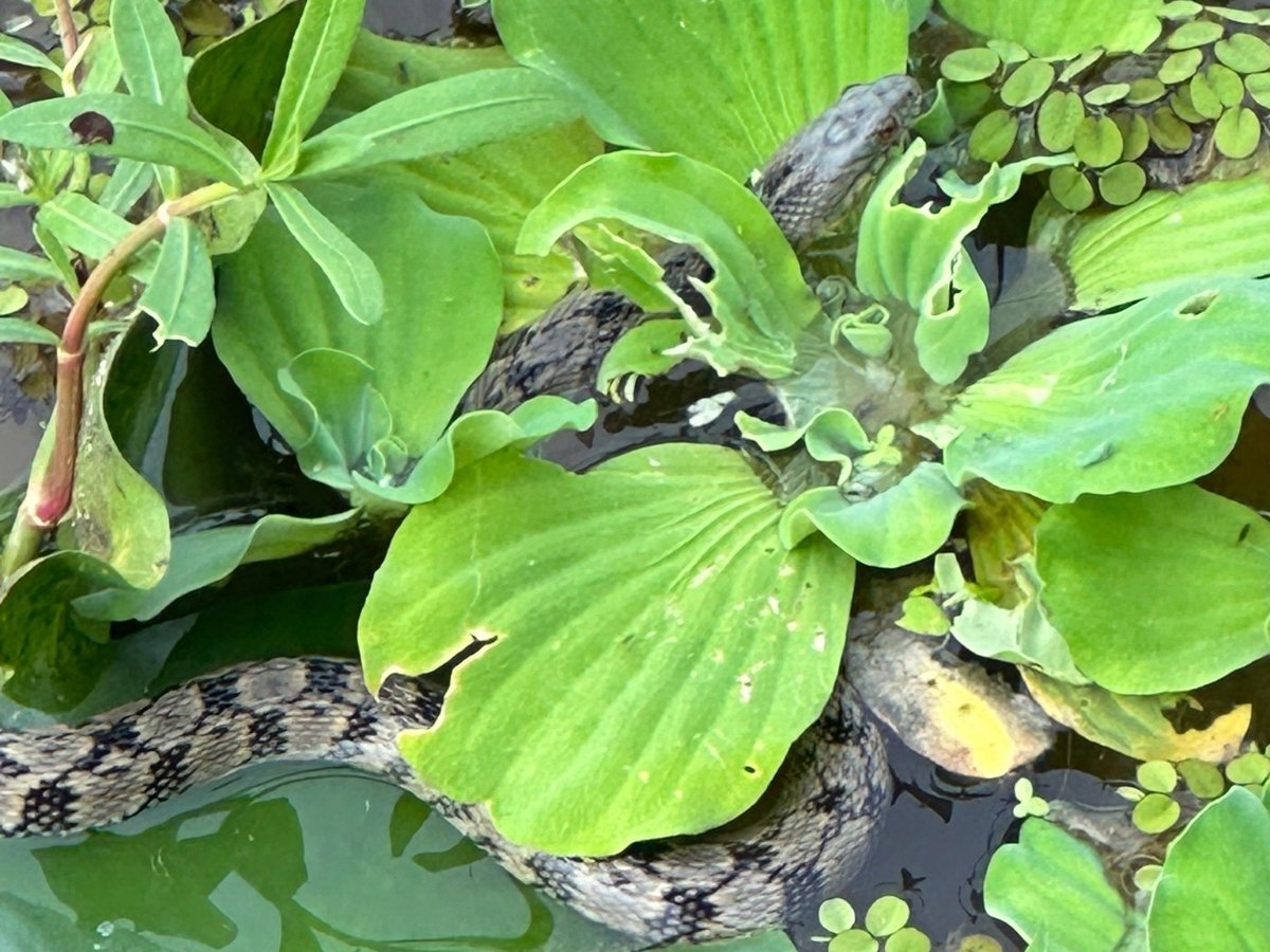Diamond-backed Watersnake