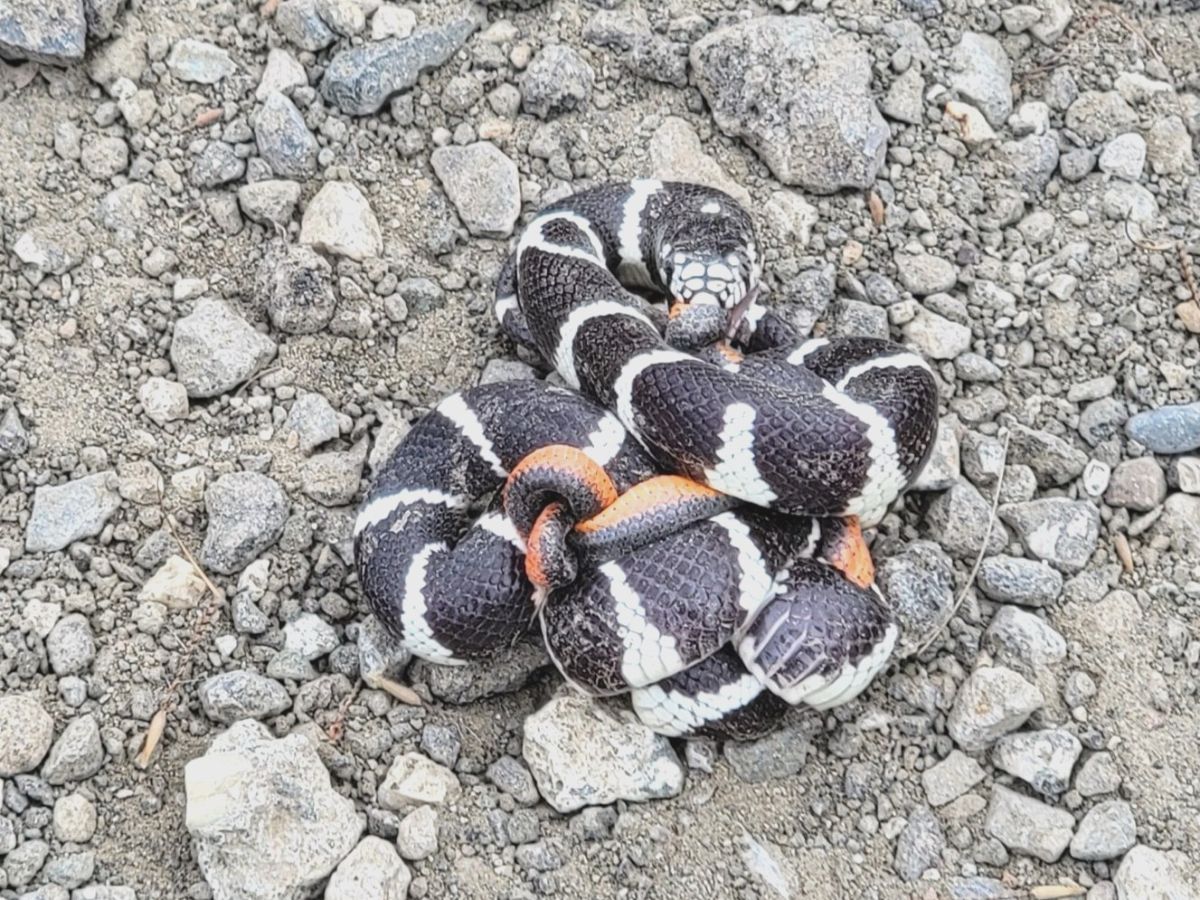 California Kingsnake