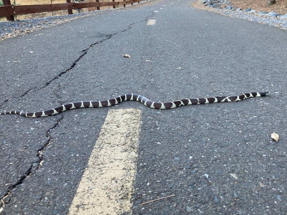 California Kingsnake