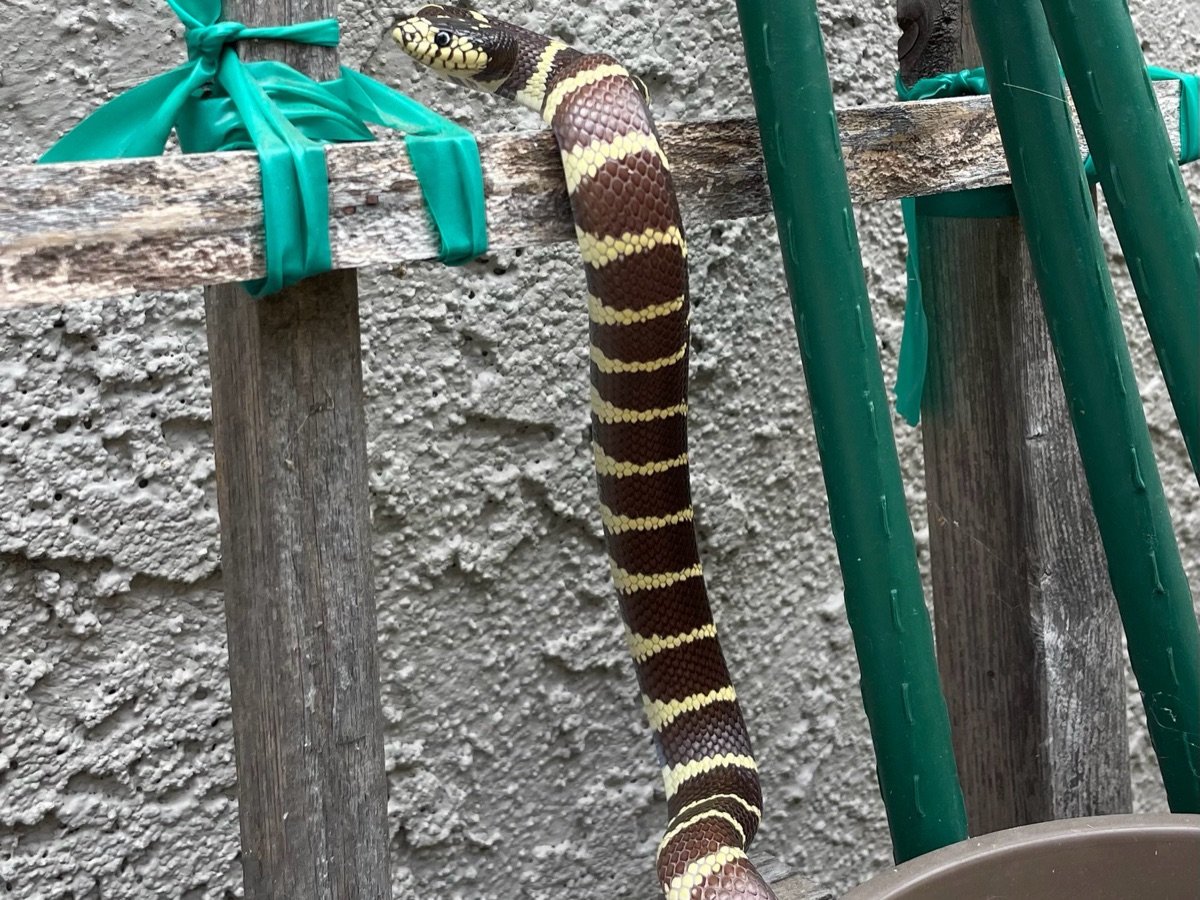 California Kingsnake
