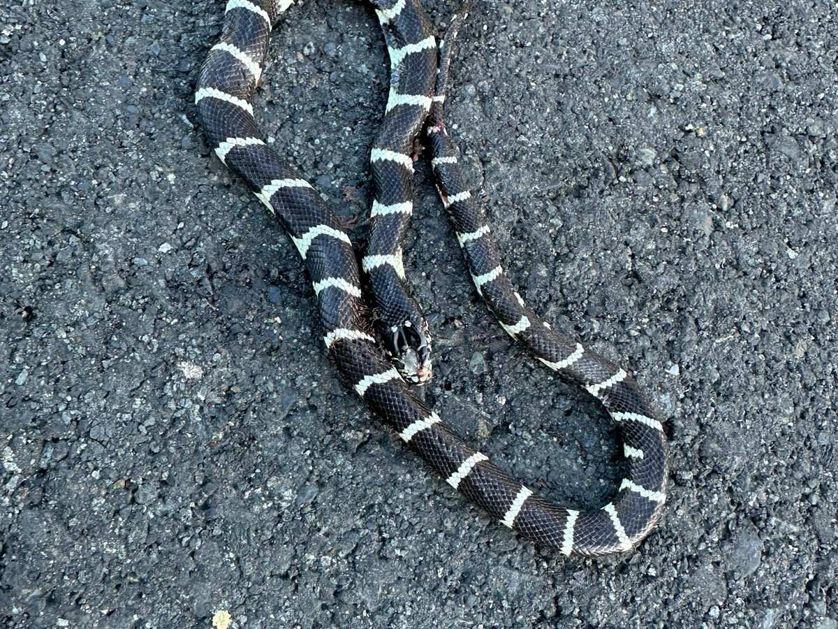 California Kingsnake