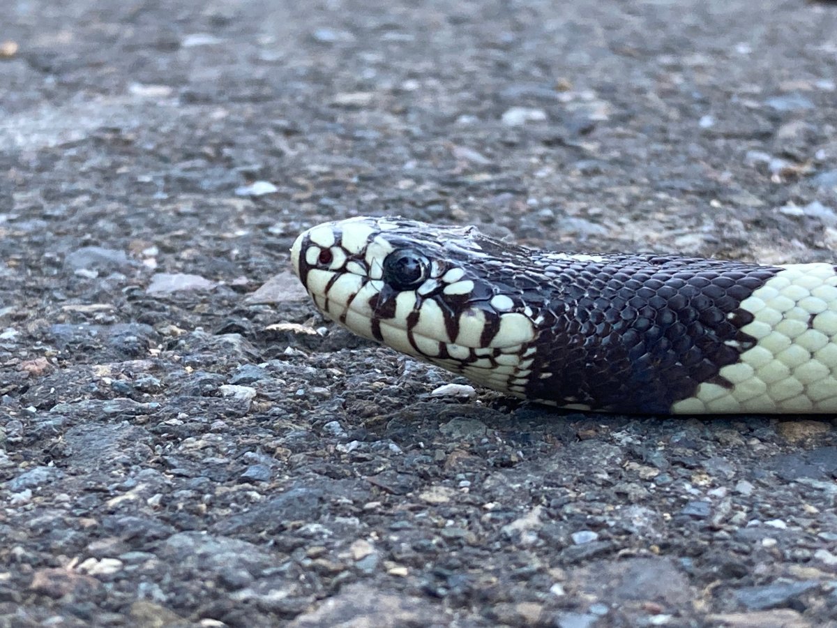 California Kingsnake