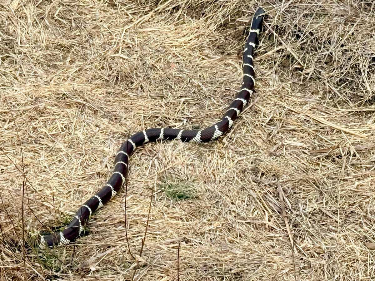 California Kingsnake