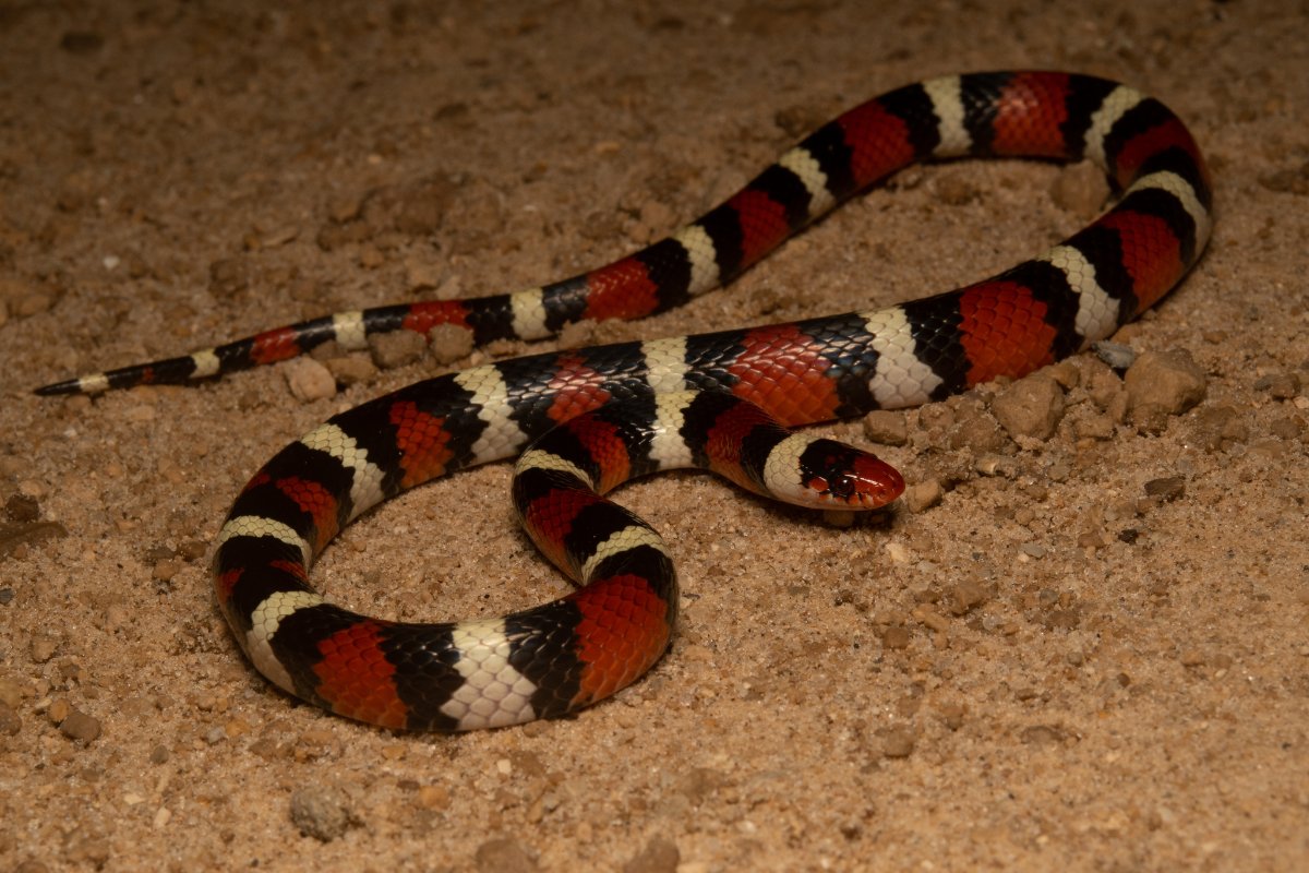 Scarlet Kingsnake