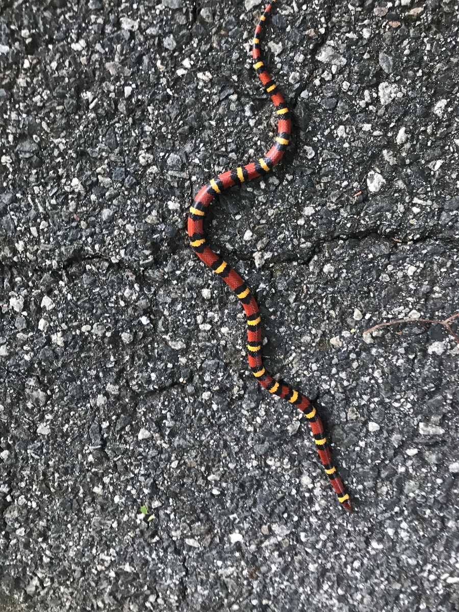 Scarlet Kingsnake