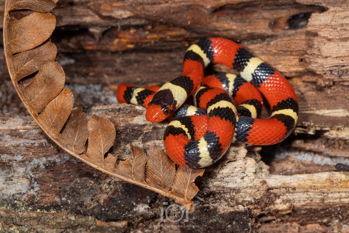 Scarlet Kingsnake
