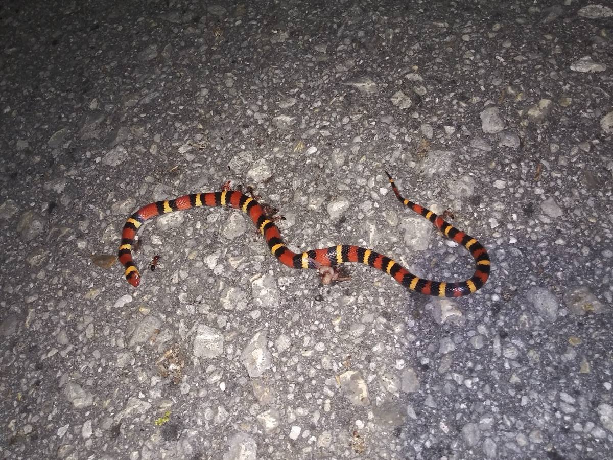Scarlet Kingsnake