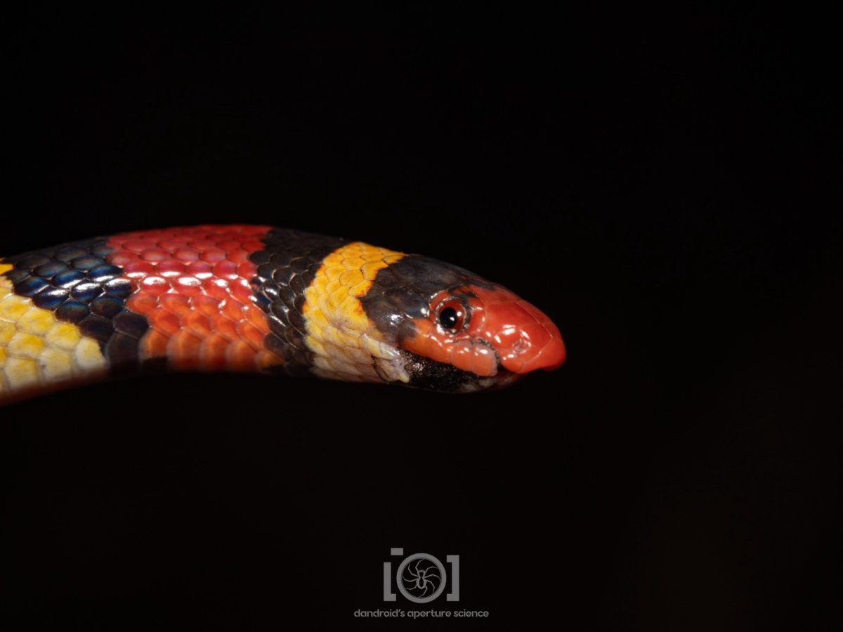 Scarlet Kingsnake