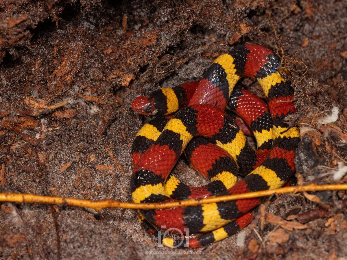 Scarlet Kingsnake