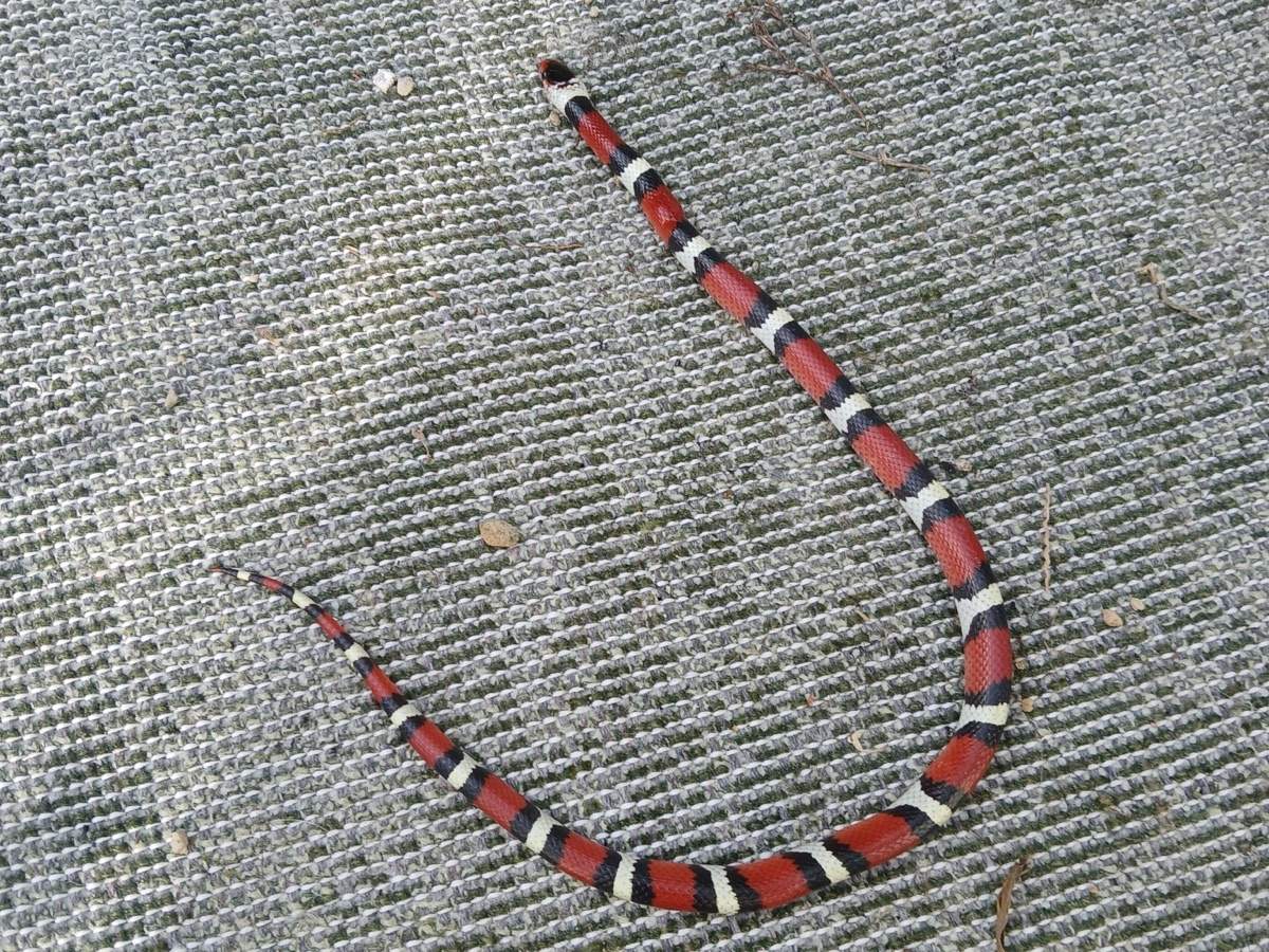Scarlet Kingsnake
