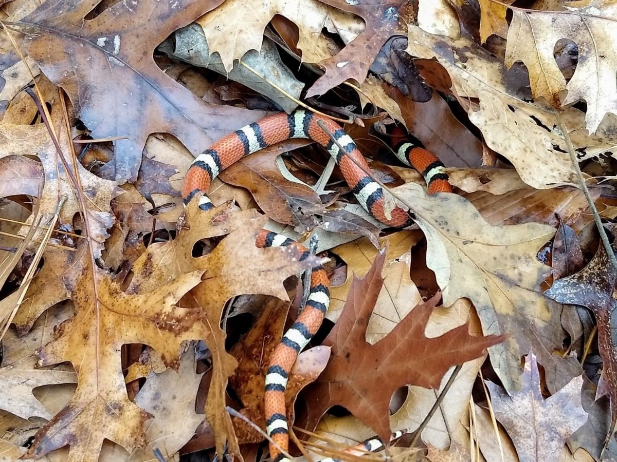 Scarlet Kingsnake