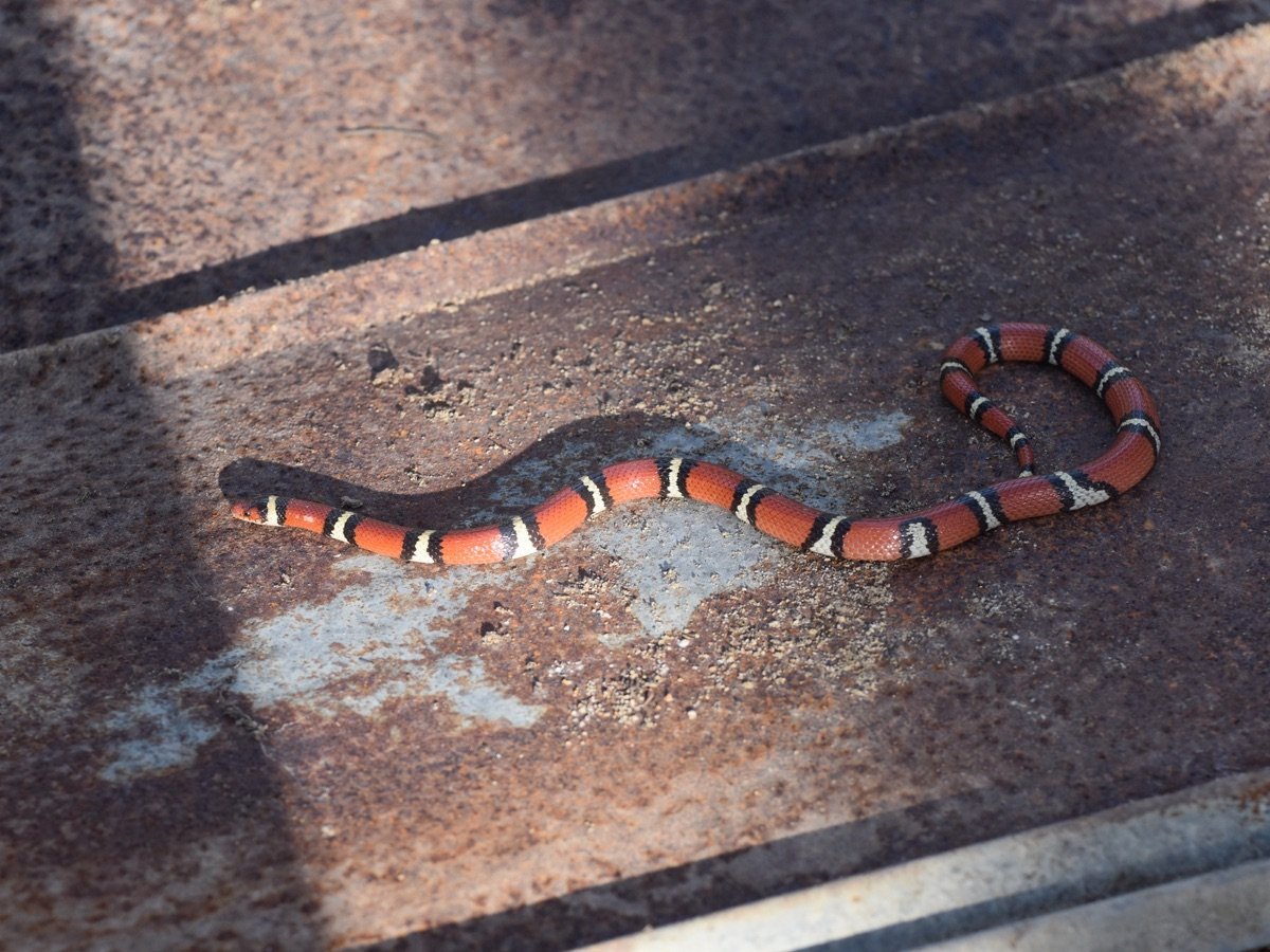Scarlet Kingsnake