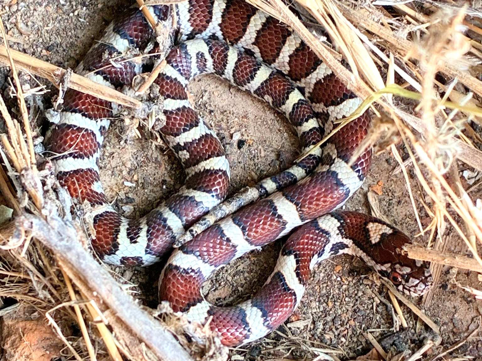 Eastern Milksnake