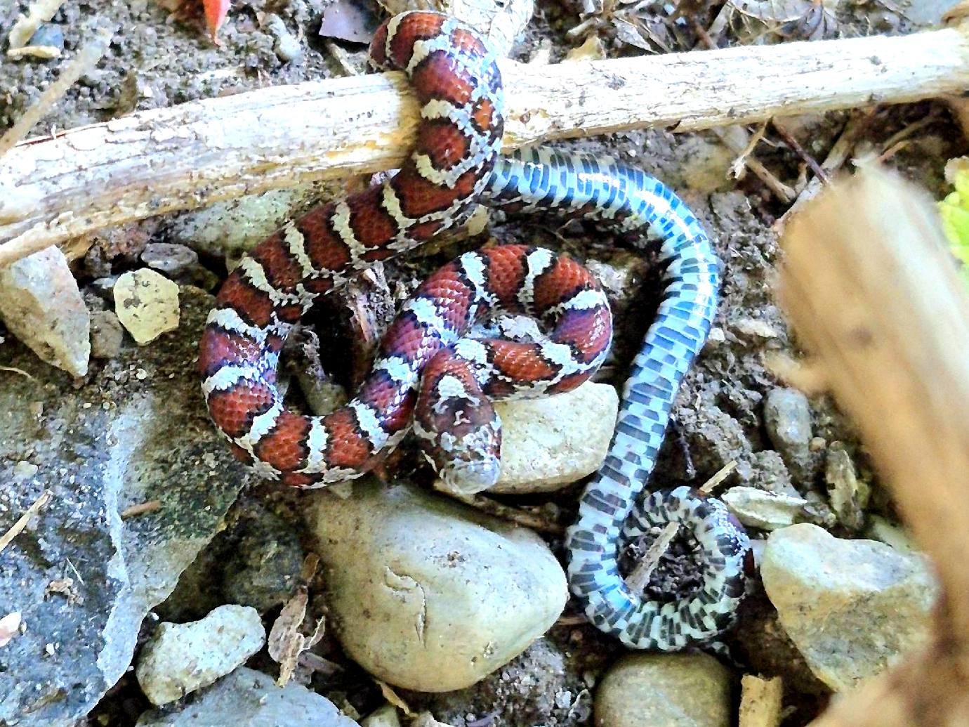 Eastern Milksnake