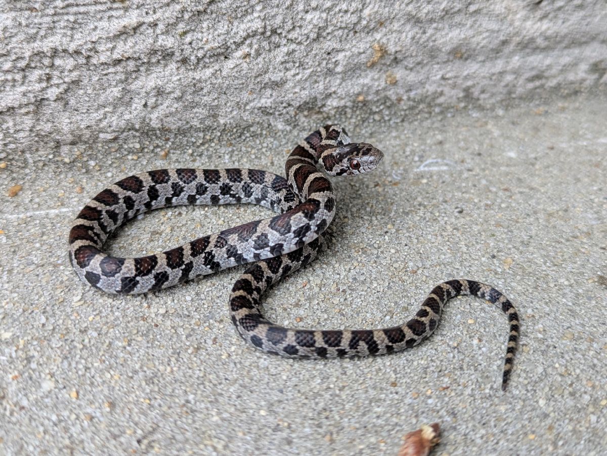 Eastern Milksnake