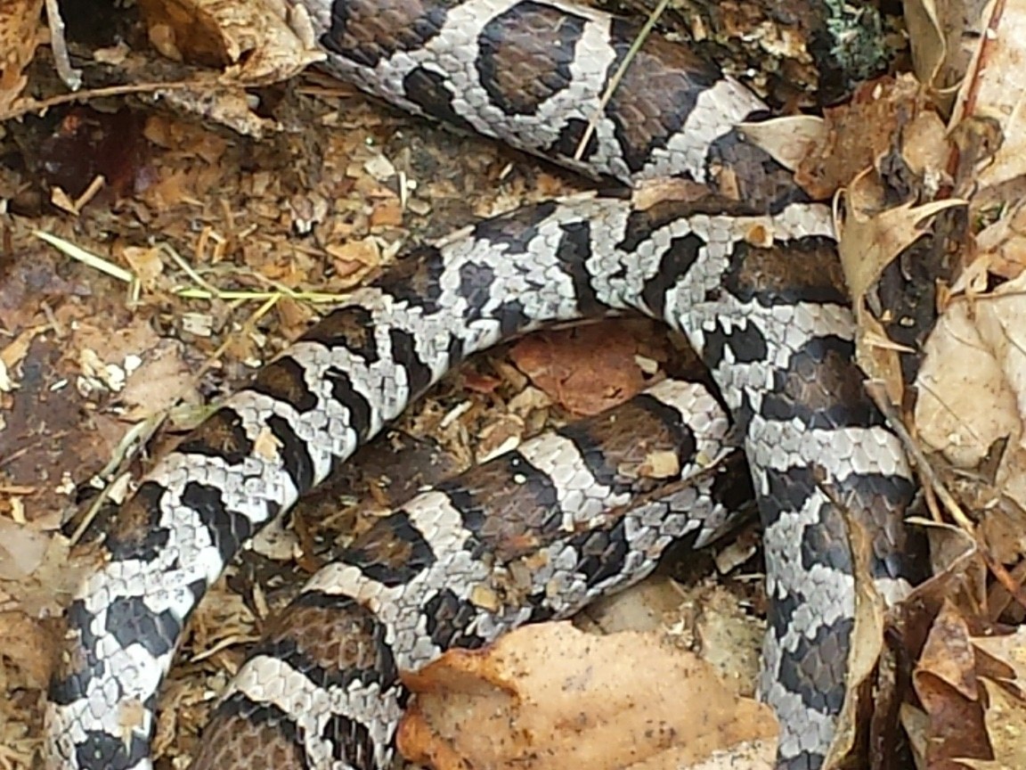 Eastern Milksnake