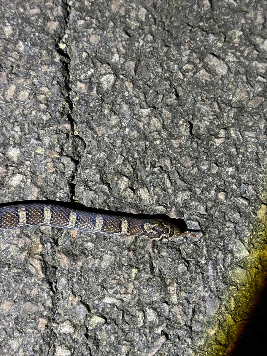 Eastern Milksnake