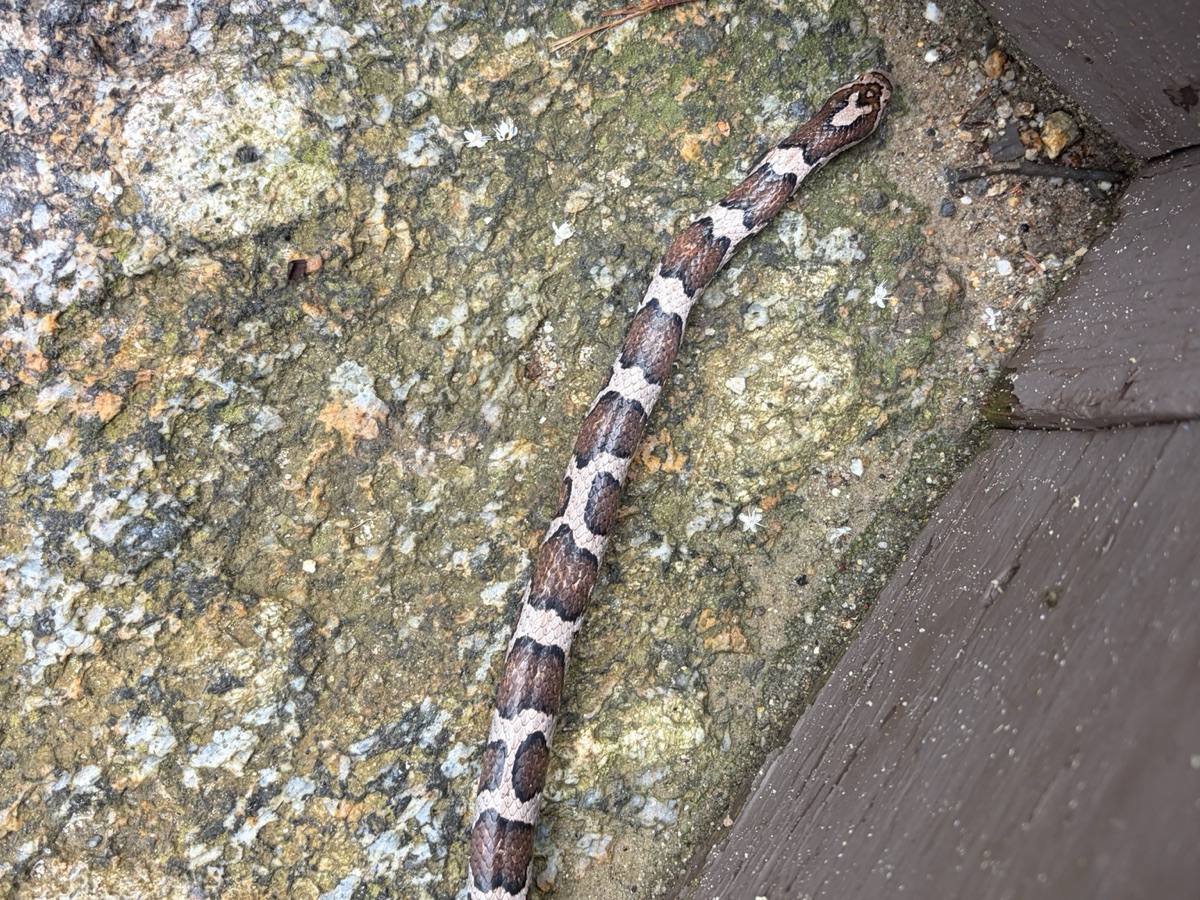 Eastern Milksnake