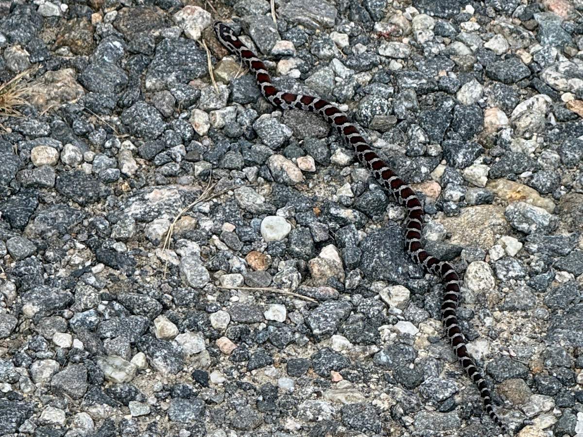 Eastern Milksnake