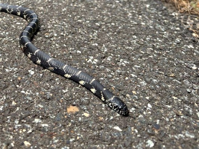 Eastern Kingsnake